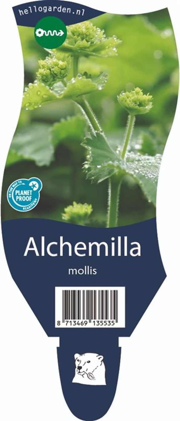 Alchemilla mollis - P11
